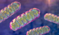 Mitochondrial Imbalance Linked to 90 Percent of Chronic Diseases