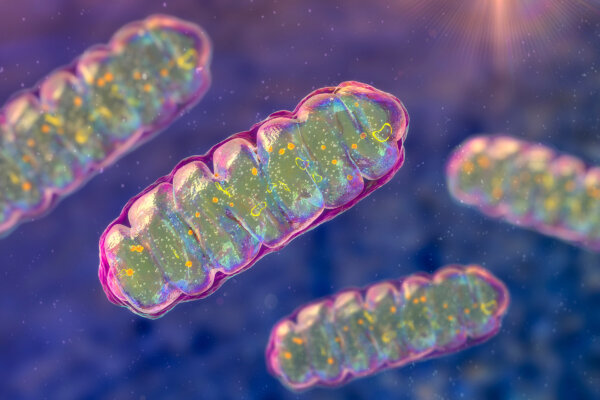 Mitochondrial Imbalance Linked to 90 Percent of Chronic Diseases