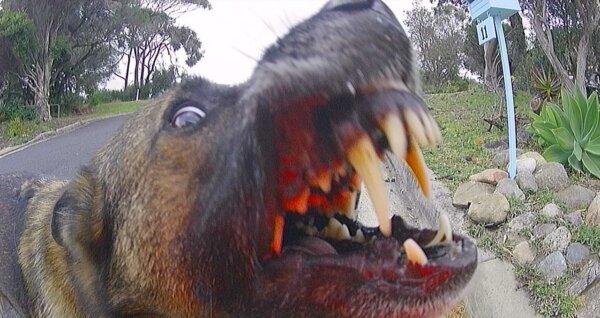 An agressive dog in NSW, photographed by an Australia Post worker.