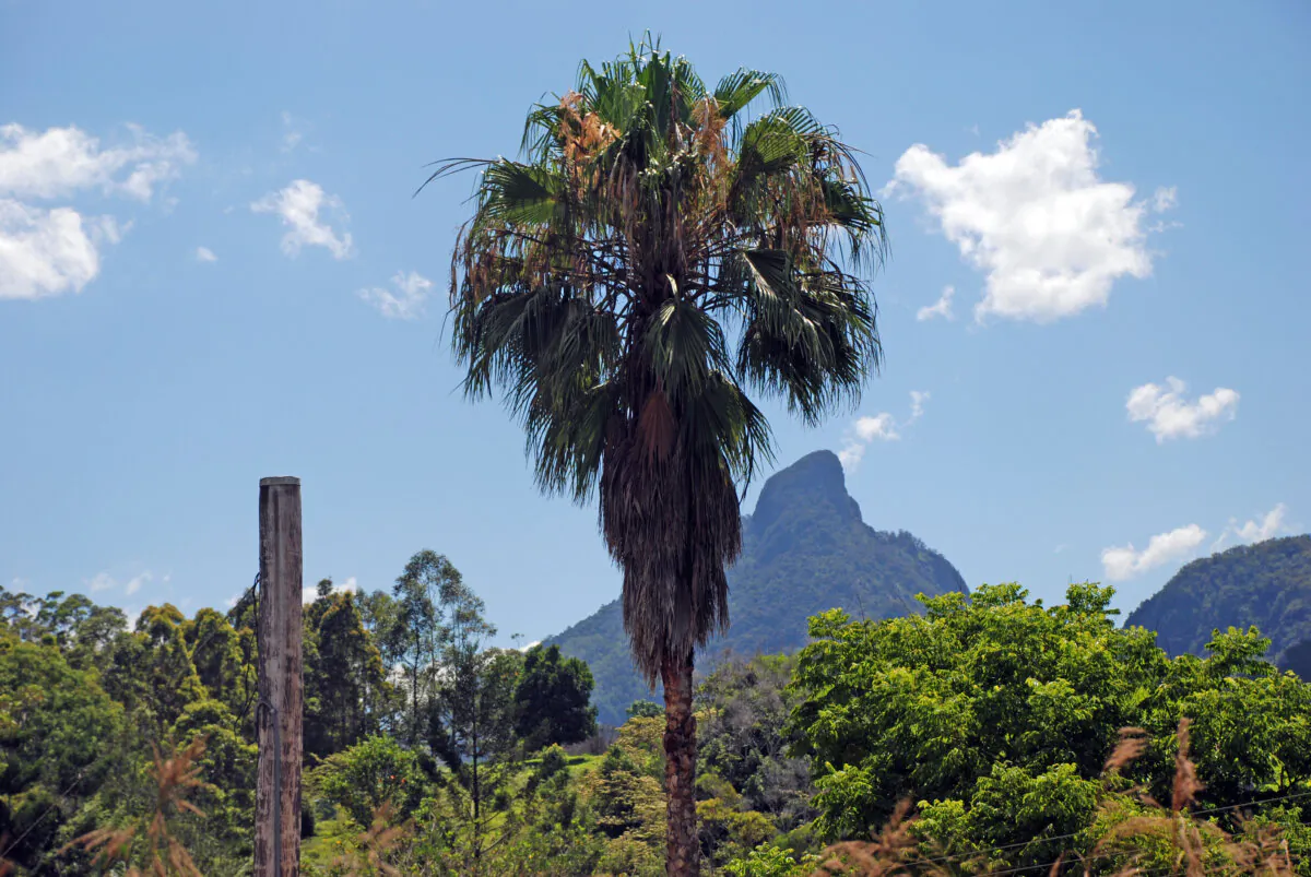 Mount Warning, in northern NSW, which is said to be the first place in Australia to see the sun rise, Dec. 19, 2008. (AAP Image/Diana Plater)
