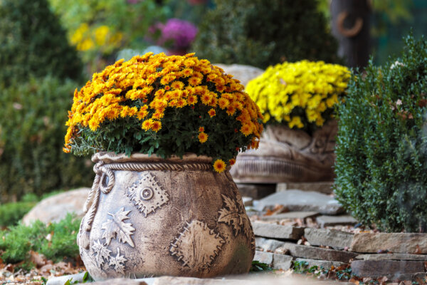 Keeping Fall Chrysanthemums Another Year