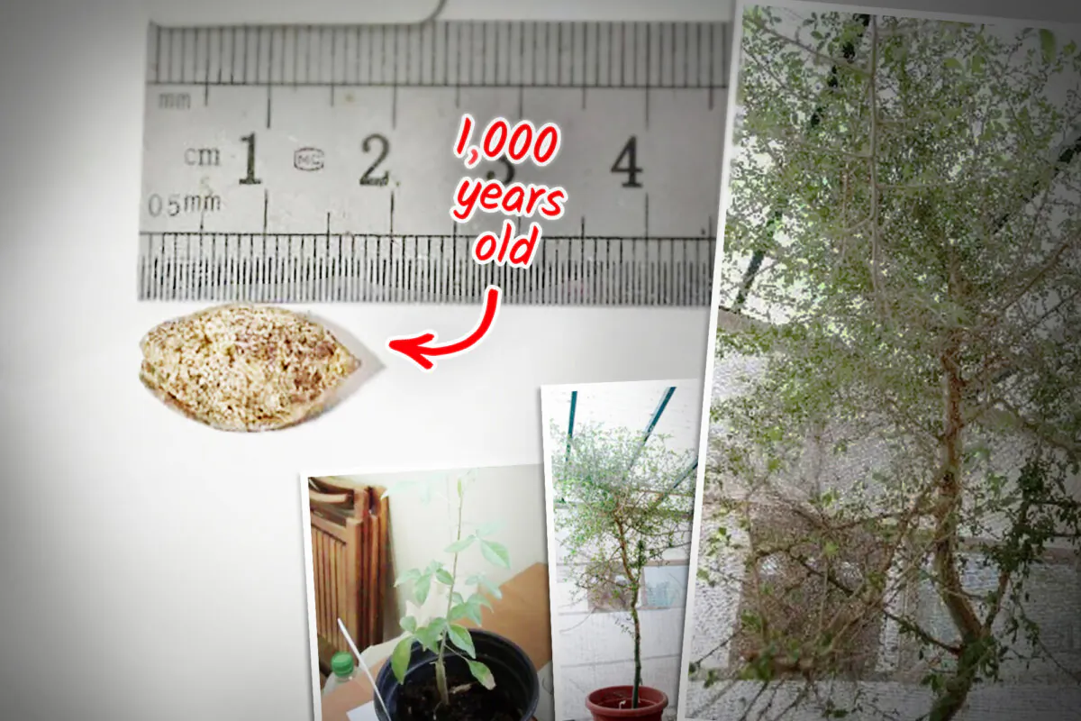 A tree was germinated from a seed carbon dated to around 1,000 years ago. (Illustration by The Epoch Times, with photos by Guy Eisner/Creative Commons 4.0)