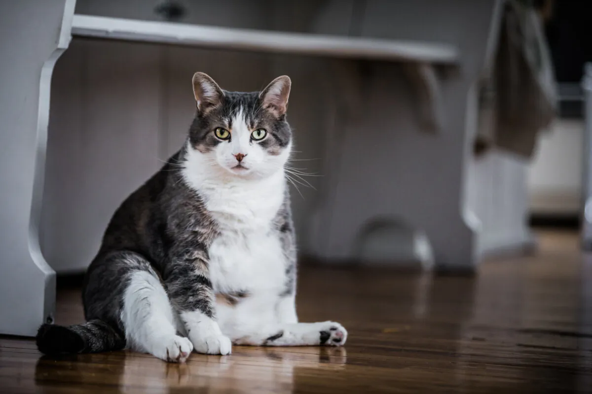 Overweight cats are at risk of a shorter lifespan. (Benoit Daoust/Shutterstock)