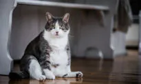 Overweight Cats Risk Serious Disease
