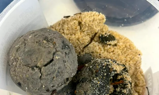 Mysterious Balls on Sydney Beaches Were Actually a Mix of Faeces and Drugs