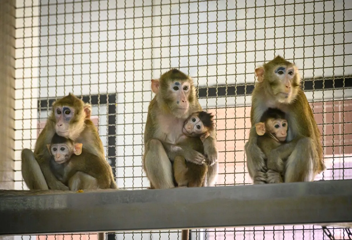 Laboratory monkeys in a file photo. (Mladen Antonov/AFP via Getty Images)