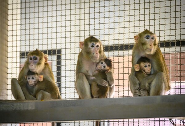 43 Monkeys Escape From Research Lab