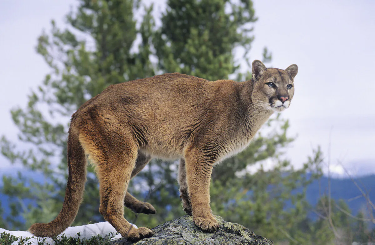 Mountain lion attacks on humans are rare, but they do happen. (Dreamstime/TNS)