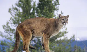 4 Lifesaving Tips for a Mountain Lion Encounter on the Trail