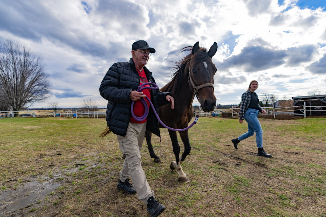 Canadian Army Veterans Traumatized From Service Connect With Horses in Therapy
