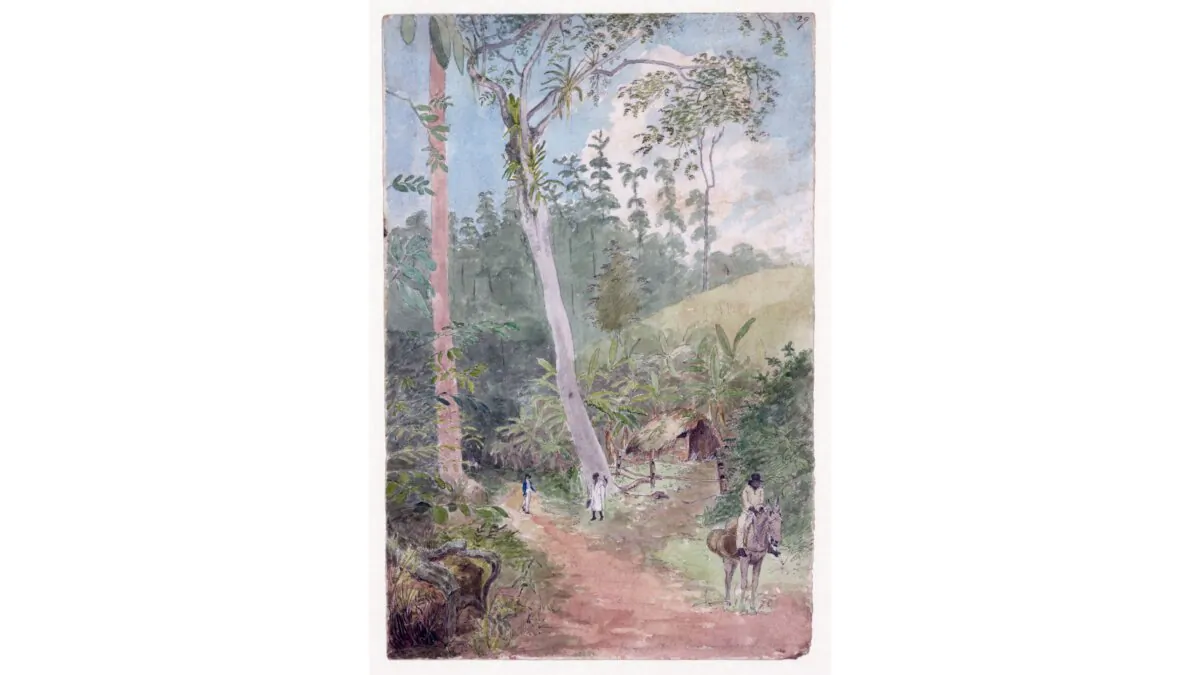 "Plantain Walk" by William Berryman, in watercolor, ink, and pencil. Library of Congress. (Public Domain)