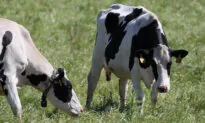 What Is the Methane-Reducing Additive ‘Bovaer’, and Why Is It Going Viral?