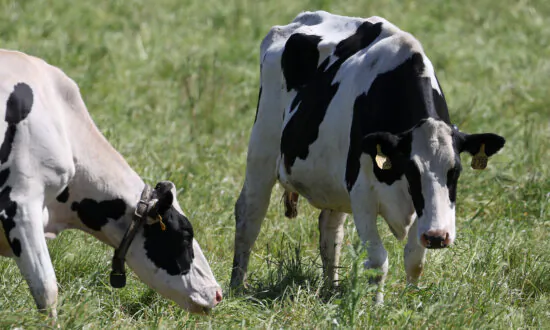 What Is the Methane-Reducing Additive ‘Bovaer’, and Why Is It Going Viral?