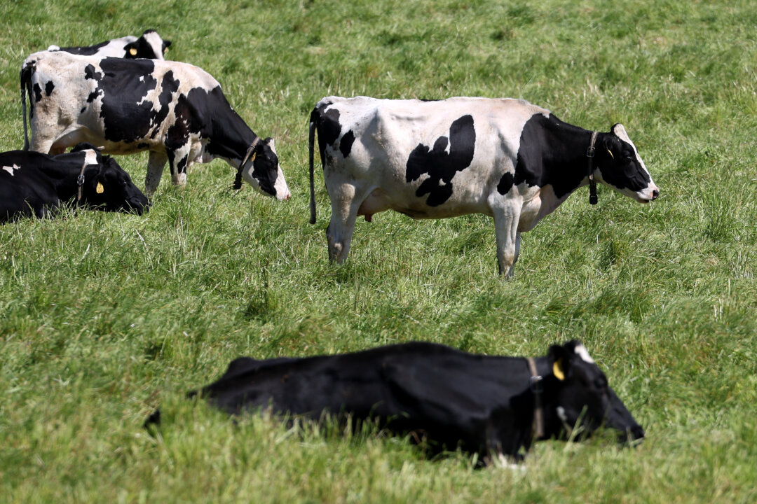 “Boosting American Farms: Dairy Firms Eligible for Vital Agricultural Worker Visas”