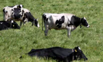 Dairy Companies Can Now Apply for H-2A Temporary Agricultural Worker Visas