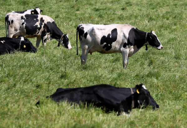 Dairy Companies Can Now Apply for H-2A Visas