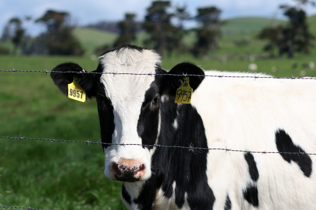 Bird Flu Wreaks Havoc on California’s Dairy Industry, Could Disrupt Food Supply Chain