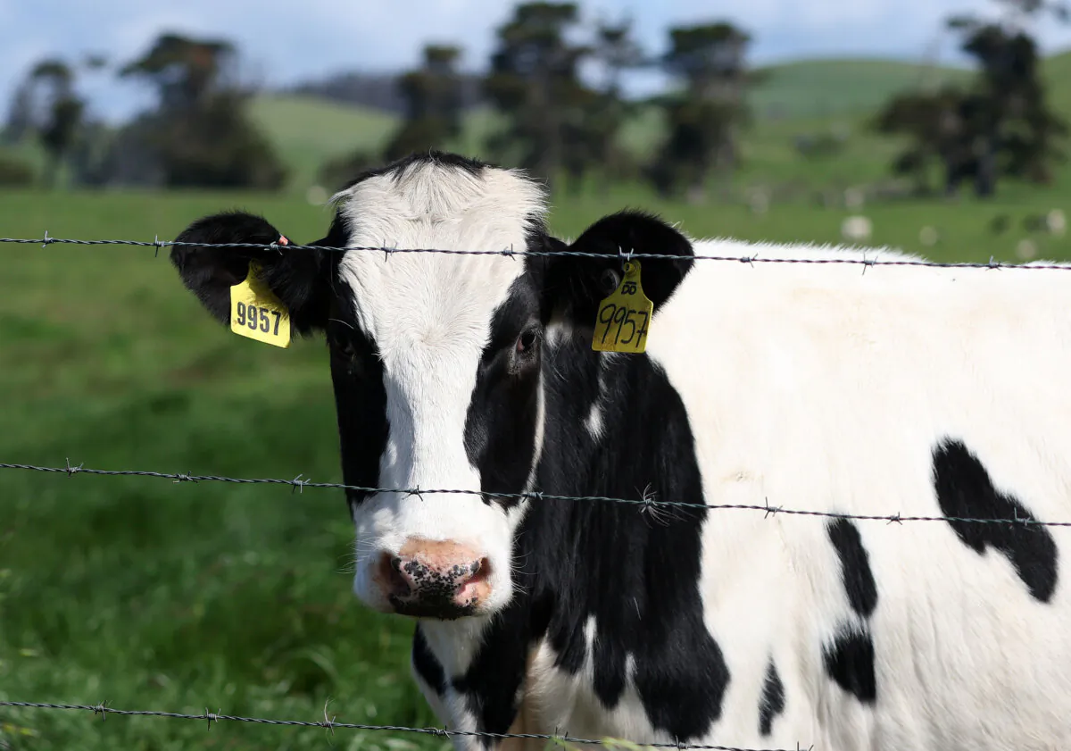 A cow grazes in a field at a dairy farm in Petaluma, Calif., on April 26, 2024. (Justin Sullivan/Getty Images)
