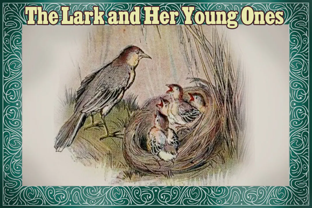 Aesop’s Fables: The Lark and Her Young Ones