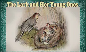 Aesop’s Fables: The Lark and Her Young Ones