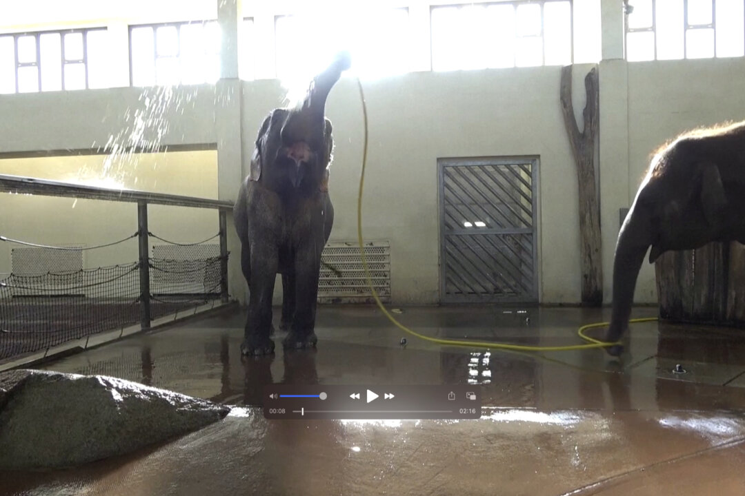 Elephant ‘Mary’ Awes Scientists by Using Hose to Shower