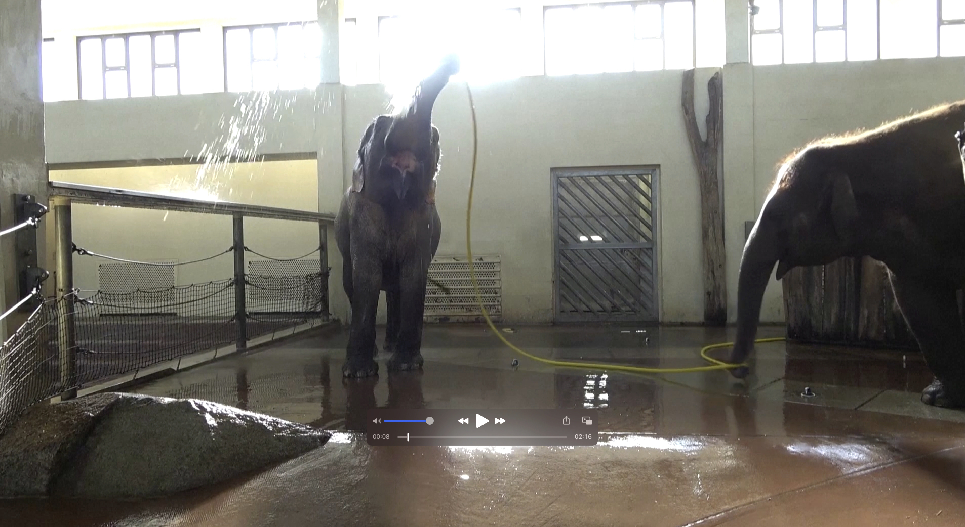 Elephant ‘Mary’ Awes Scientists by Using Hose to Shower | EpochTV