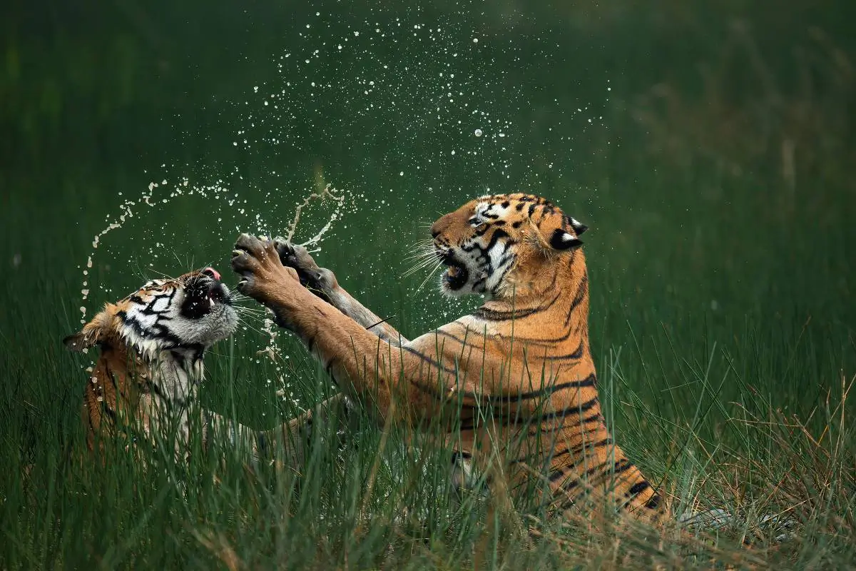 The winning image. “Bengal Tigers, IUCN Red List Status: Endangered Tadoba Andhari Tiger Reserve, Maharashtra, India” by Mangesh Ratnakar Desai (© By Mangesh Ratnakar Desai/Courtesy of Nature’s Best Photography)