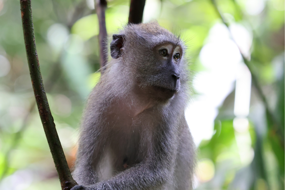 Two Women Involved in Global Monkey Torture Network Jailed