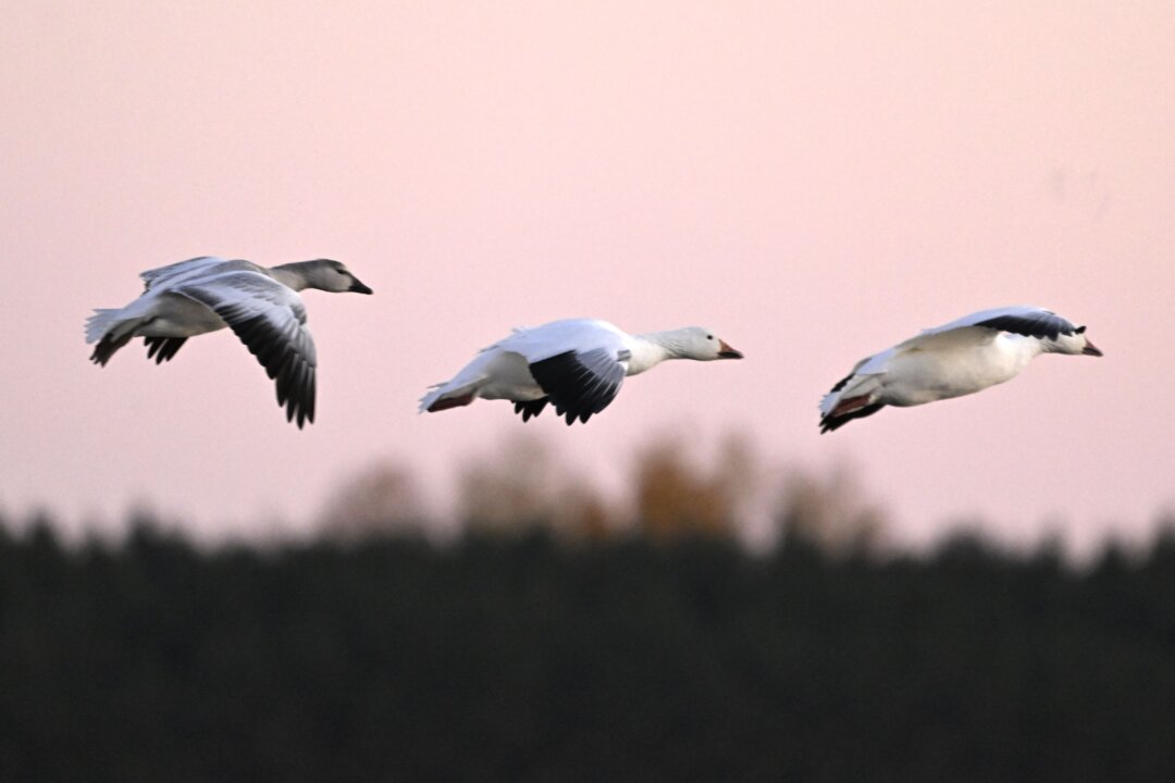 BCs Chief Vet Tells Clinics to Set Up Bird Flu Protocols Amid Human Exposure Risk