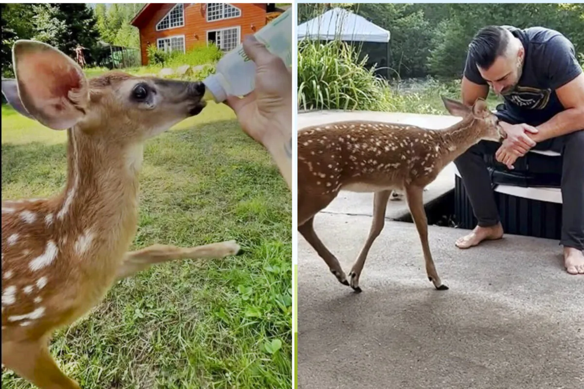 Jeff Letendre with Fairy the deer. (Courtesy of Jeff Letendre)