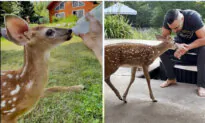 ‘I’m Very Blessed’: Man Starts Taking Care of ‘Fairy’ the Orphan Baby Deer—She Now Loves Visiting Him