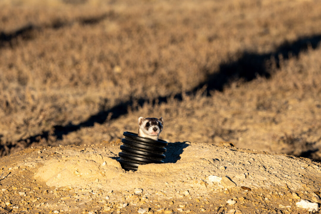 Wildlife Preservation Officials Release Endangered Black-Footed Ferrets Onto Colorado Prairie