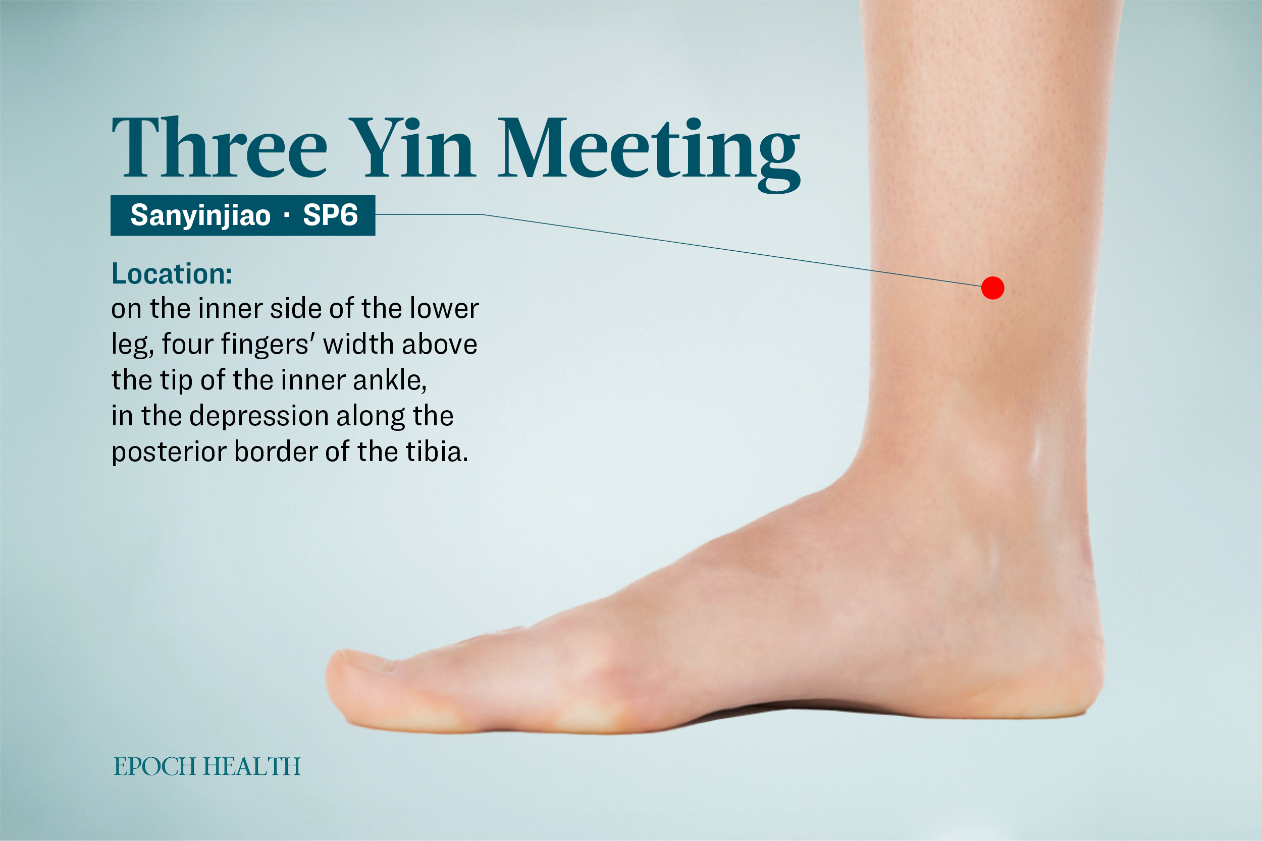 Location of the Sanyinjiao acupoint. (The Epoch Times)