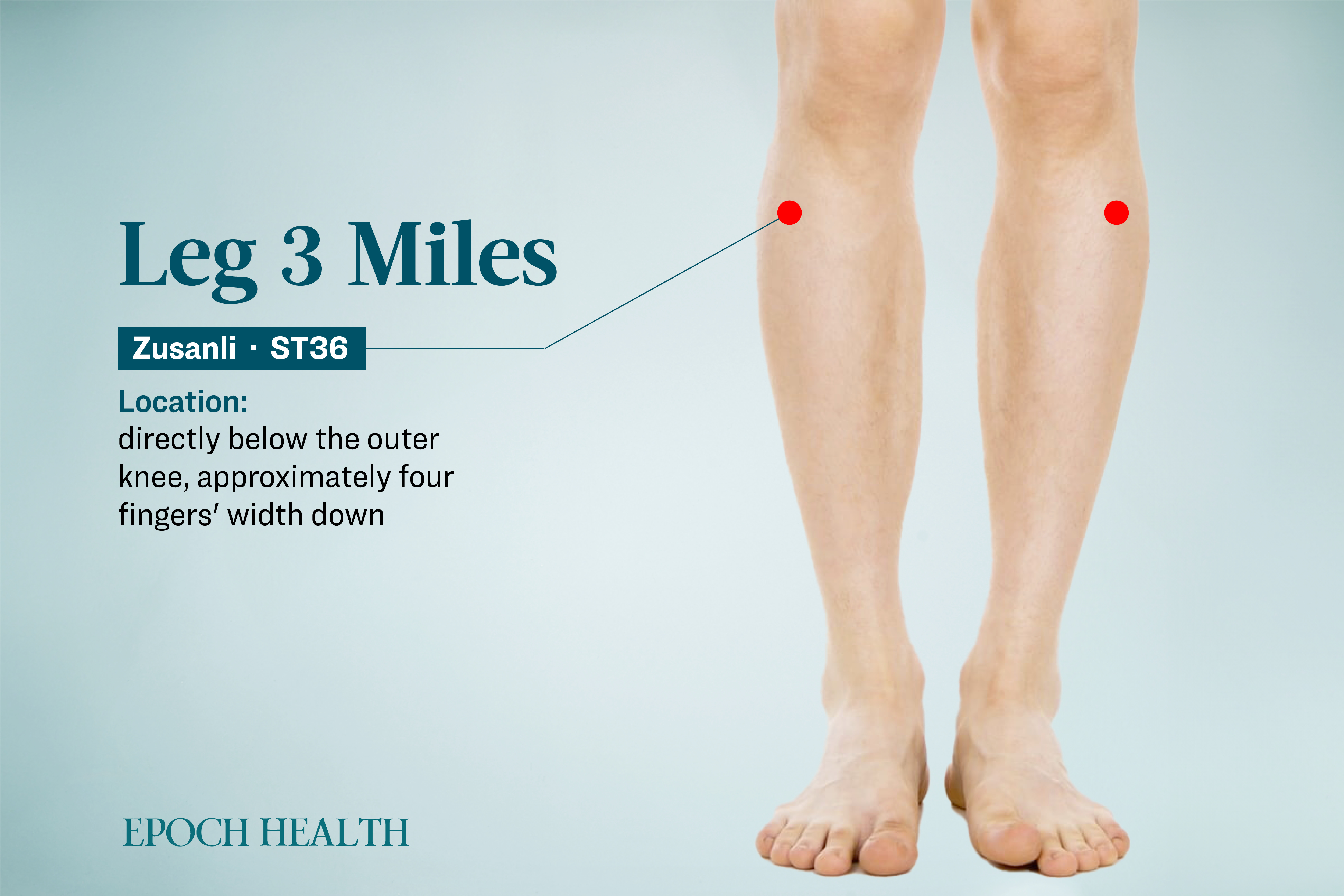 Location of the Zusanli acupoint. (The Epoch Times)