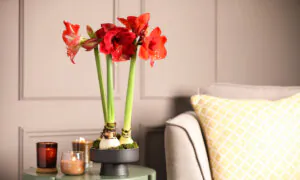 Amaryllis Care for Bigger Bulbs and More Flowers