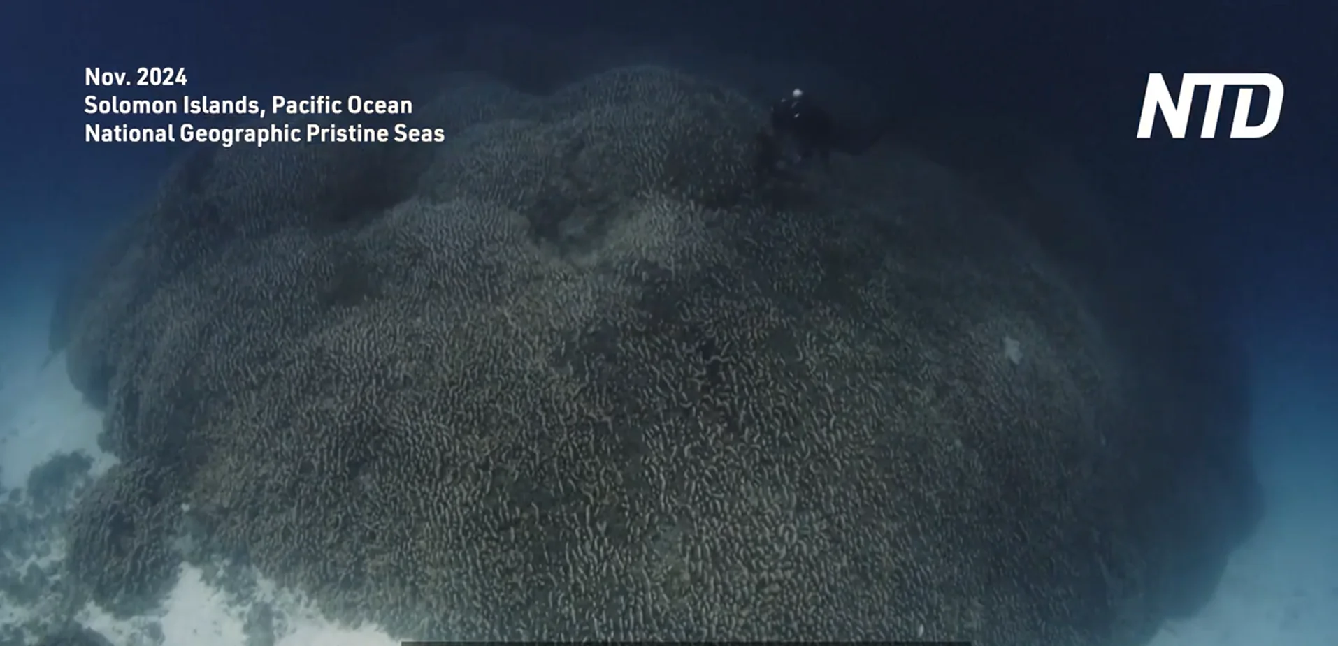 World’s Largest Coral Found Near Solomon Islands in Pacific Ocean