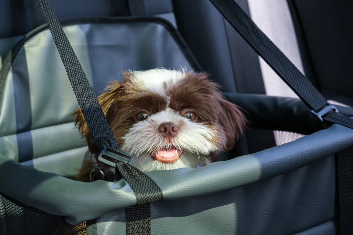 Pets can be kept safe while riding in a car. (Ricardo Alves 1975/Shutterstock)