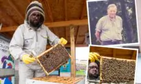 Beekeeper Finds Late Grandpa’s Long-Lost Hives Are Still Alive, Creates a Honey Firm