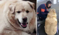 ‘Morbidly Obese’ Dog Saved From Being Put Down Sheds 100lb, Retires as Therapy Dog—See His Transformation