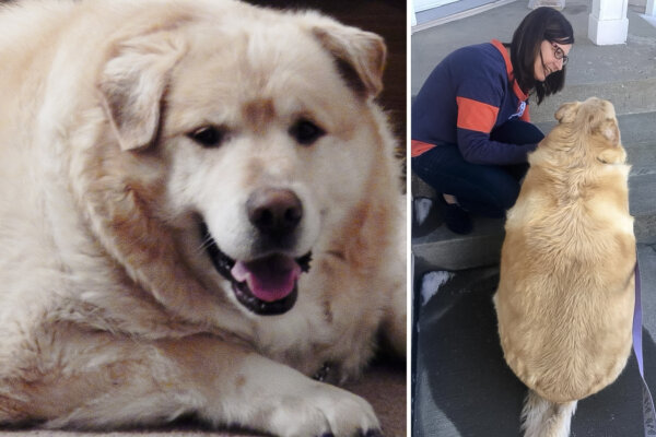 'Morbidly Obese' Dog Saved From Being Put Down Sheds 100lb, Retires as Therapy Dog—See His Transformation