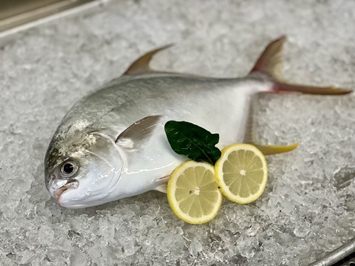The Pompano is a new white-flesh fish variety being developed for Australian menus