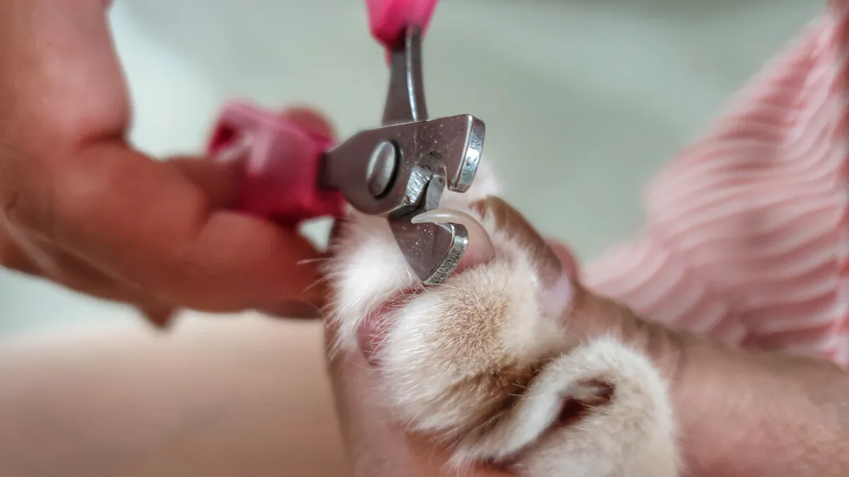 Trimming a cat's claws will take some practice and lots of cuddles. (RJ22/Shutterstock)