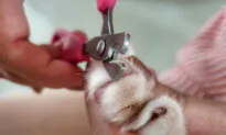 Praise Cat While Trimming Claws
