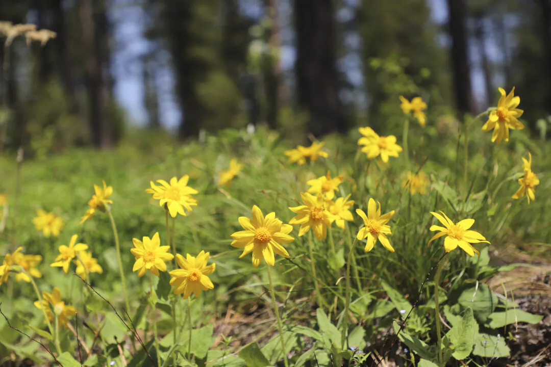 Wild arnica growing in Montana. (Courtesy of Christie Goodman)