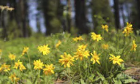 Grow This Yellow Flower at Home to Soothe Aches and Pains