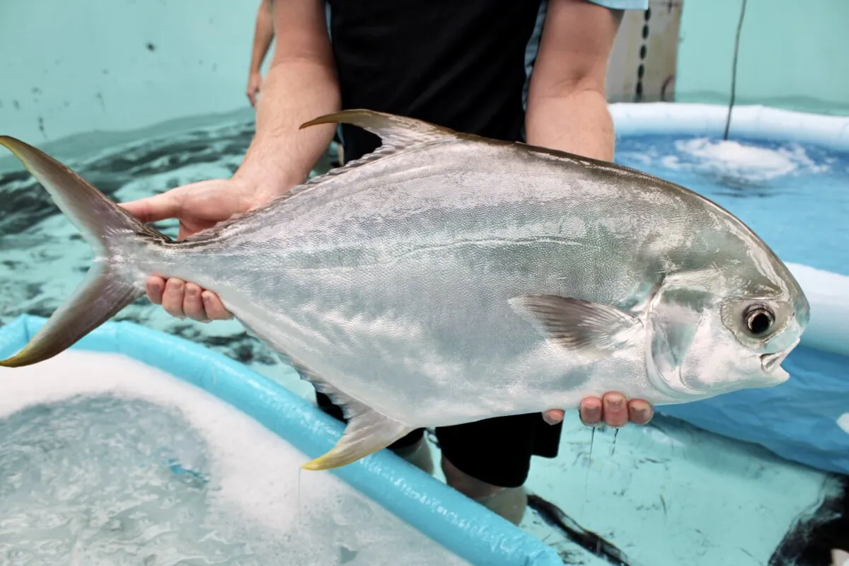 The Pompano is a new white-flesh fish variety being developed for Australian menus. (Courtesy of CSIRO)