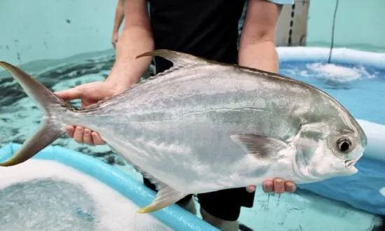 The New White Fish That Could Change the Future of Seafood