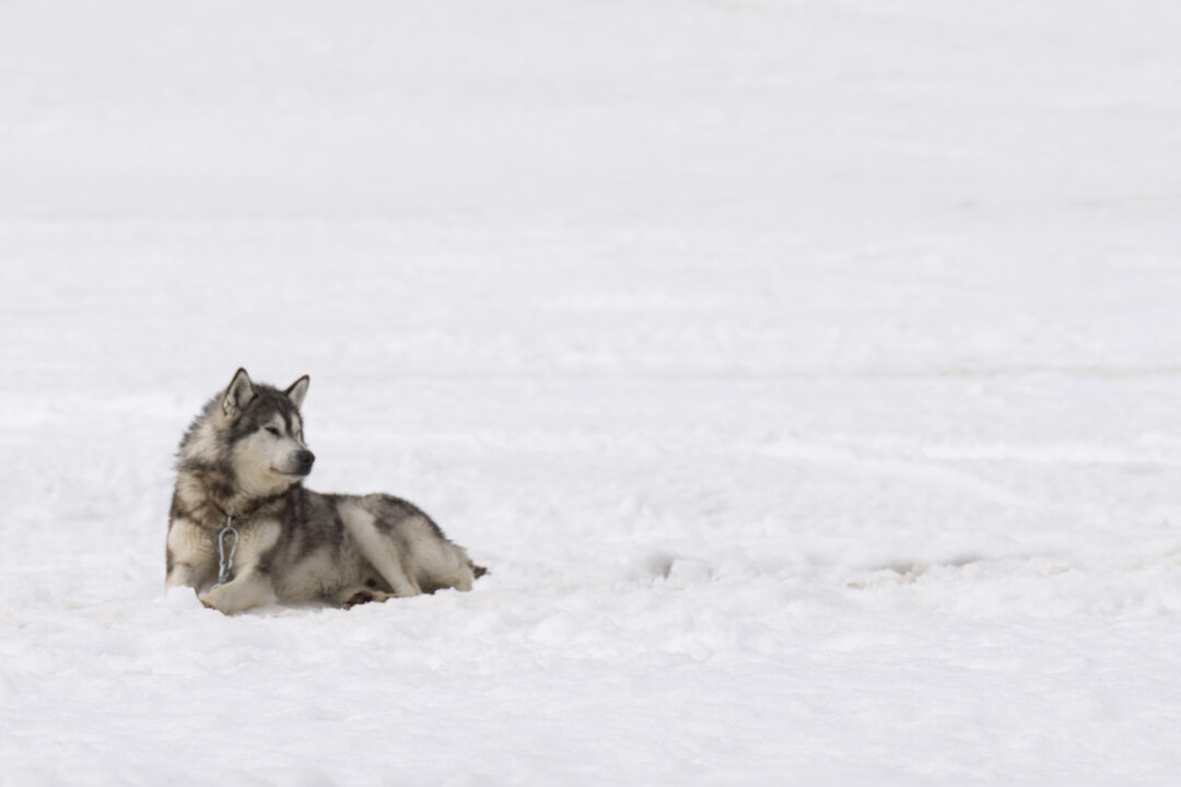 Canada Apologizes to Inuit for Sled Dog Killings