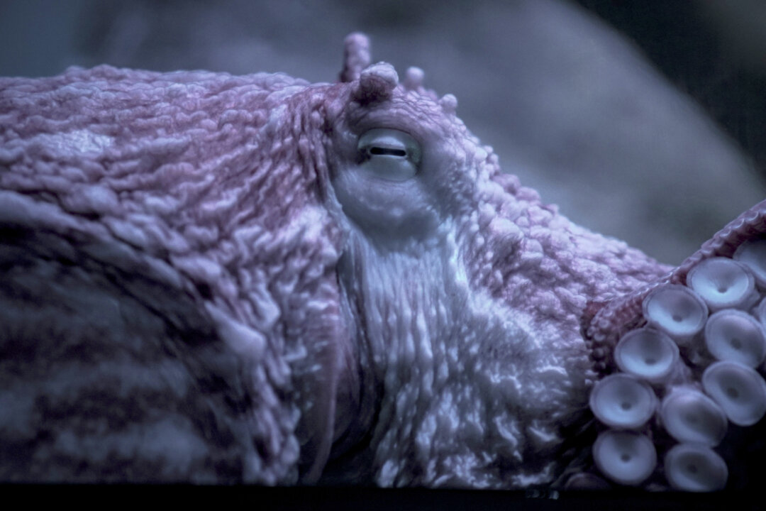 Octopus Battles BC’s Bomb Cyclone in Ocean Floor Video