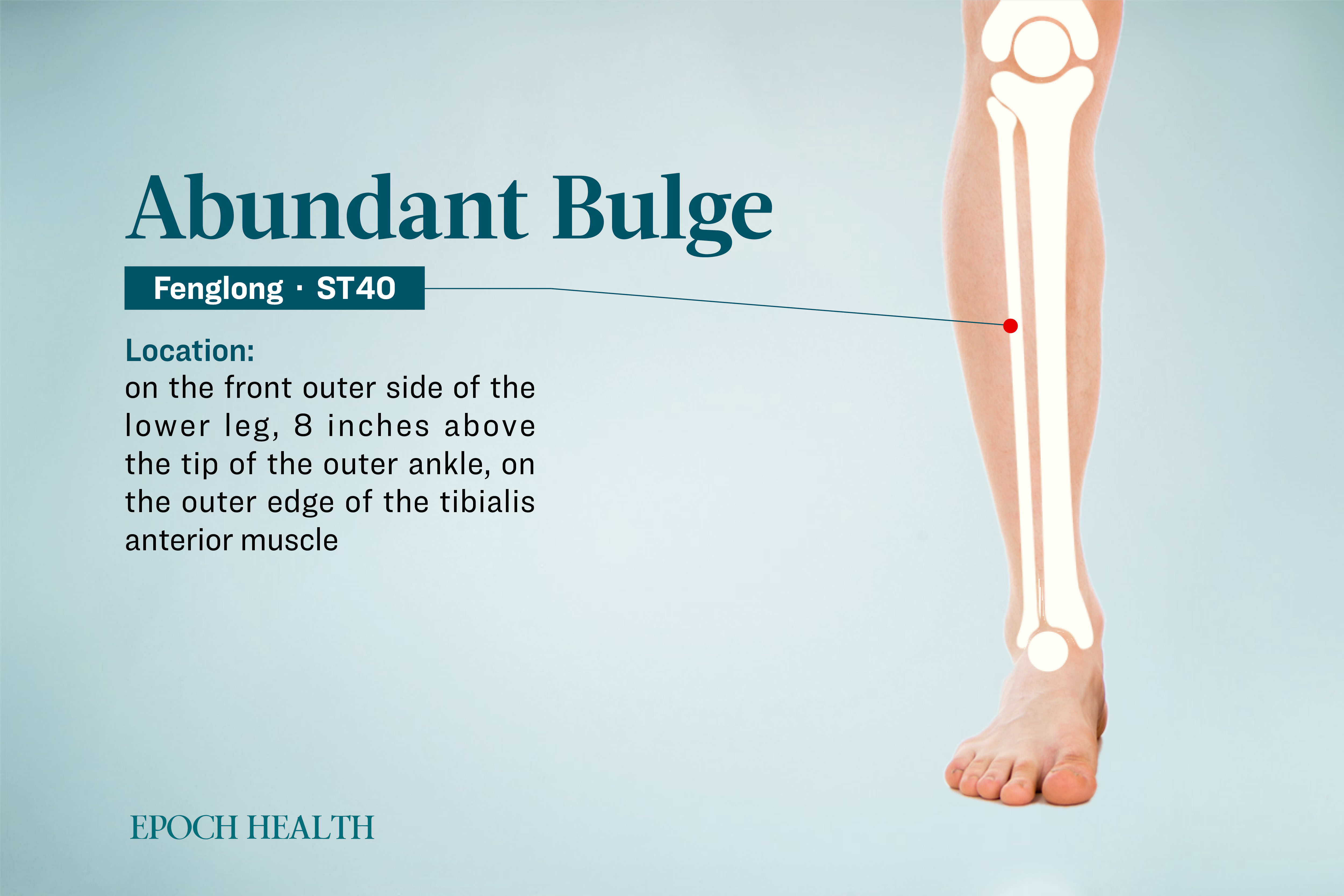 Location of the Fenglong acupoint. (The Epoch Times)